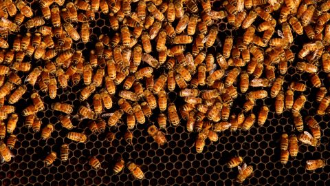 Bees are seen on a honeycomb cell  at the Urban Bee Hive rooftop site in Woolloomooloo on May 14, 2021, in Sydney, Australia. 