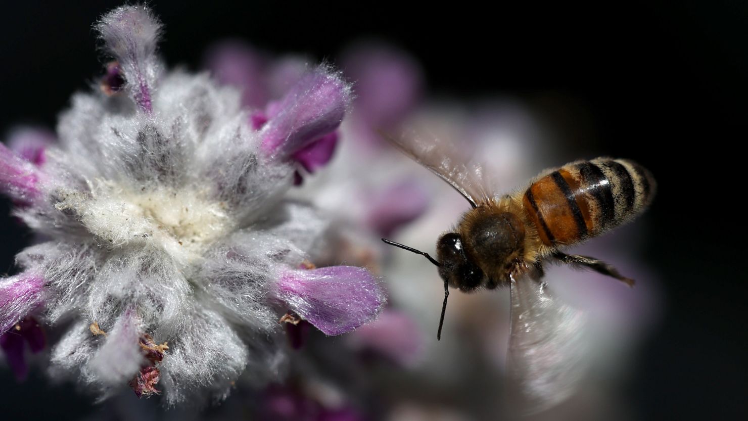A honeybee flies next to a lamb's ear plant on May 16, 2021, in San Anselmo, California.
