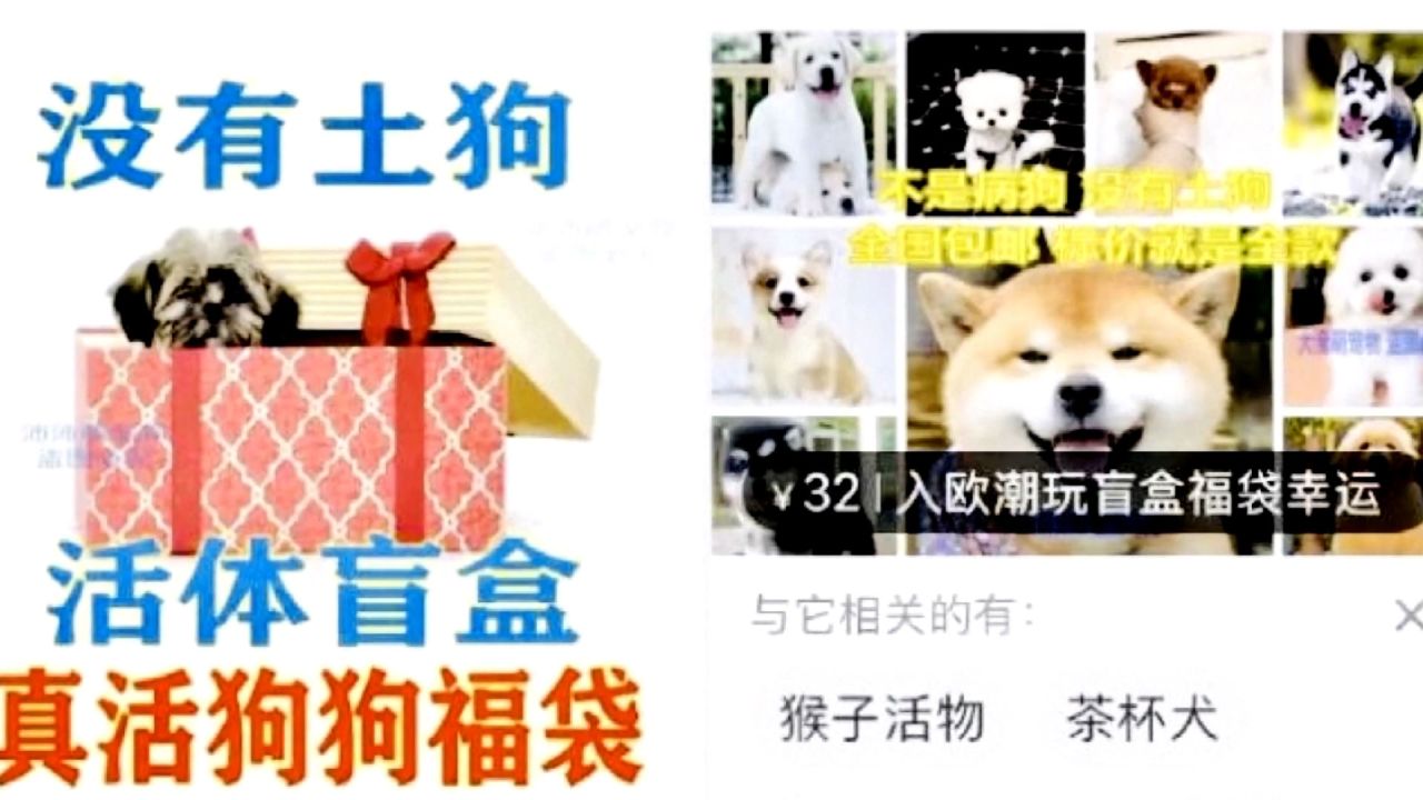 Advertisements for pet mystery boxes which were shown on Chinese state broadcaster CCTV. The one on the left promises "no native dogs," while the other says "no sick dogs."