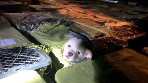 One of the puppies found by Love Home in their raid on a truck in Sichuan province on May 3. They believe it was destined for a "pet mystery box."