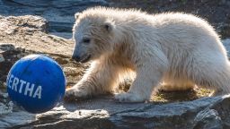 Polar bear cub Hertha plays with a ball after she was given her name on April 2, 2019 at the Tierpark zoo in Berlin. - The female cub was born at the zoo on December 1, 2018. (Photo by John MACDOUGALL / AFP)        (Photo credit should read JOHN MACDOUGALL/AFP via Getty Images)