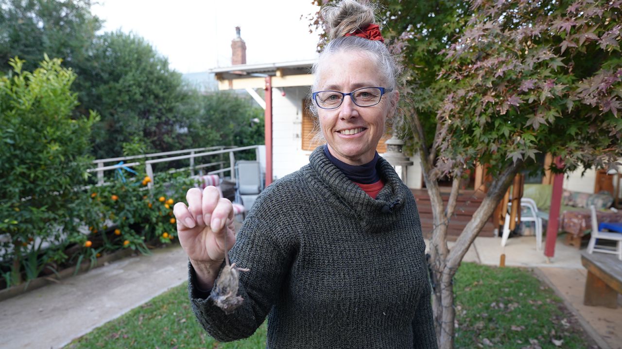 Professional cleaner Sue Hodge clears dead mice from traps in her clients' homes each day in the NSW town of Canowindra, west of Sydney.