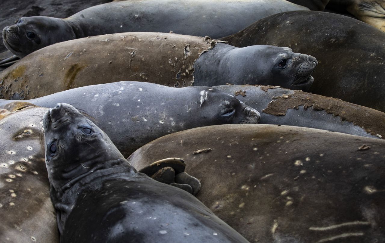 Named for the trunk-like noses of adult males, southern <a href="https://www.antarctica.gov.au/about-antarctica/animals/seals/elephant-seals/" target="_blank" target="_blank">elephant seals</a> are excellent divers that have been known to swim more than 5,000 feet below the surface. Storing extra oxygen in their muscles, elephant seals have adapted to spend up to two hours underwater without air. 