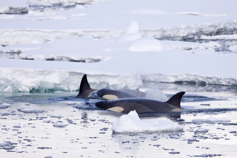 Antarctic Seals Are Helping Scientists Learn More About Melting   210520134003 08 Seals Scientists Antarctica C2e Restricted 