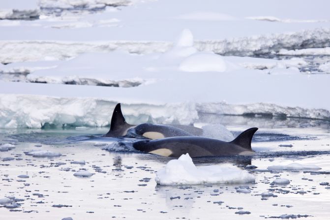 In Antarctica, seals have no land predators, making it easy for scientists to approach them and tag them. For these seals, their main threats are in the water -- mainly orcas (known as killer whales) and larger seals. 