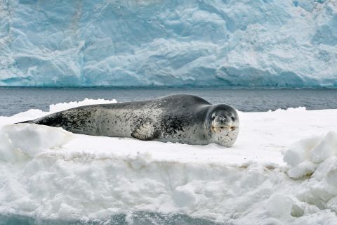 These seal species were chosen because of the extreme depths they swim to while hunting. <a href="https://www.antarctica.gov.au/about-antarctica/animals/seals/weddell-seals/" target="_blank" target="_blank">Weddell seals</a> like this one, which wasn't involved in the research, can weigh up to 1,100 pounds, and dive to depths of up to 2,300 feet in search of prey -- mainly fish from the lower layers of the ocean, along with squid and octopus.