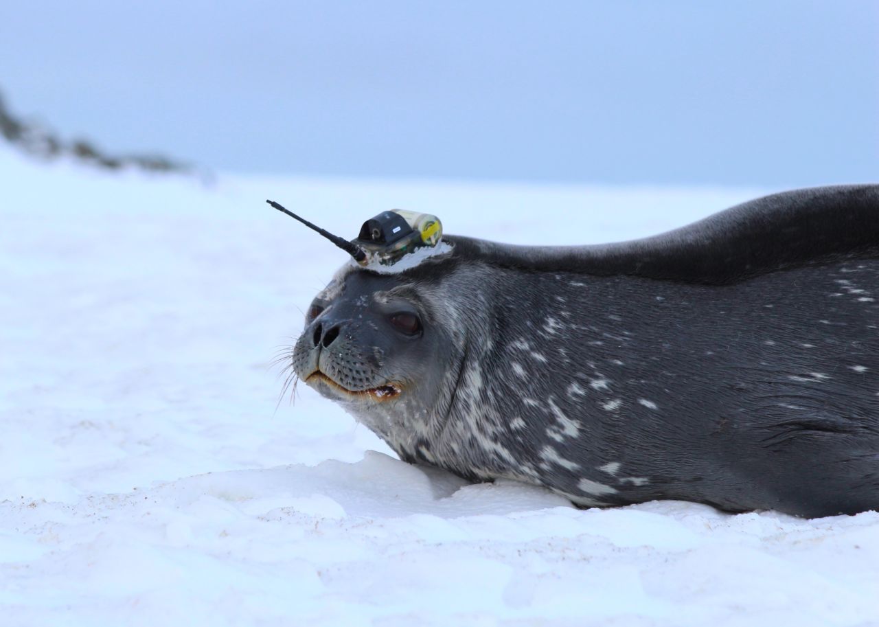 Antarctica's hostile environment makes it an incredibly challenging place for humans to work -- which is why researchers have enlisted the help of seals. Scientists from the Seal Mammal Research Unit at St Andrews University in Scotland have attached small devices to seals, which collect data year-round.