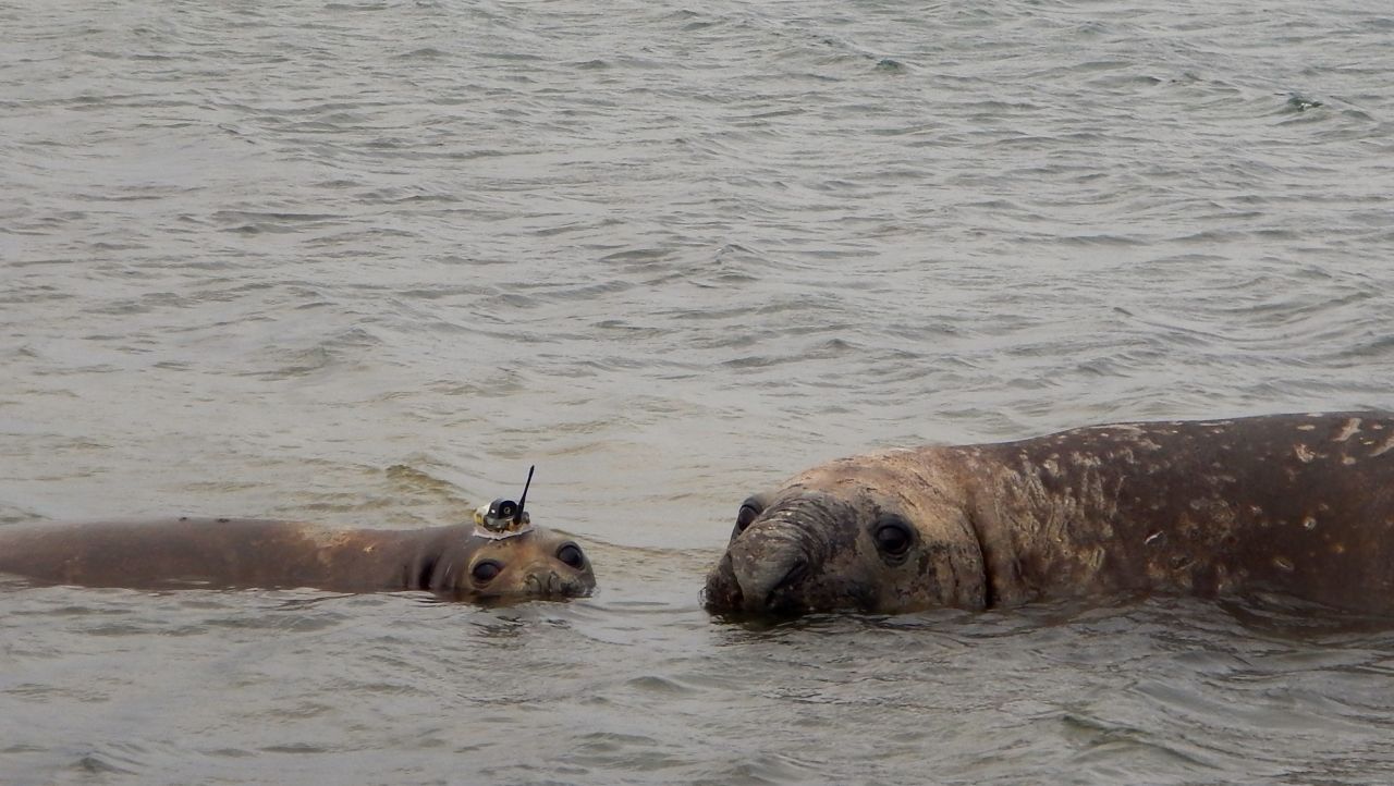 In 2014, seals were tagged in the Amundsen Sea in West Antarctica, to gather more data about the rapidly melting Pine Island Glacier. Researchers tagged 14 seals in this first trip -- seven Weddell seals and seven elephant seals -- with smartphone-sized devices to track data on depth, temperature and salinity of the water. 
