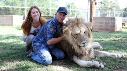 *** EXCLUSIVE - VIDEO AVAILABLE ***

WYNNEWOOD, OK - SEPTEMBER 28: Jeff Lowe and Lauren Dropla with Jax the lion at the Greater Wynnewood Exotic Animal Park on September 28, 2016 in Wynnewood, Oklahoma.

ANIMAL lover Jeff Lowe provides care and shelter to more than 220 big cats - and they live in his back garden. 51-year-old Jeff owns the Greater Wynnewood Exotic Animal Park in Oklahoma, one of the largest private zoos in the world that rescues and protects over 500 wild animals, from tigers and lions to bears and crocodiles. Jeff, a multimillionaire, spends his days closely interacting with the most dangerous animals, walking them on leads inside his cabin house and laying in and around their enclosures  he even takes his smaller tigers to the vets in his Ferrari. Lauren Dropla, Jeffs 25-year-old fiancé, offers a helping hand with looking after their exotic pets and maintaining the park on a daily basis.

PHOTOGRAPH BY Ruaridh Connellan / Barcroft Images

London-T:+44 207 033 1031 E:hello@barcroftmedia.com -
New York-T:+1 212 796 2458 E:hello@barcroftusa.com -
New Delhi-T:+91 11 4053 2429 E:hello@barcroftindia.com www.barcroftimages.com (Photo credit should read Ruaridh Connellan/BarcroftImages / Barcroft Media via Getty Images)