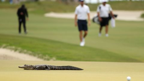 An alligator crosses the sixth green during a practice round prior to the major.