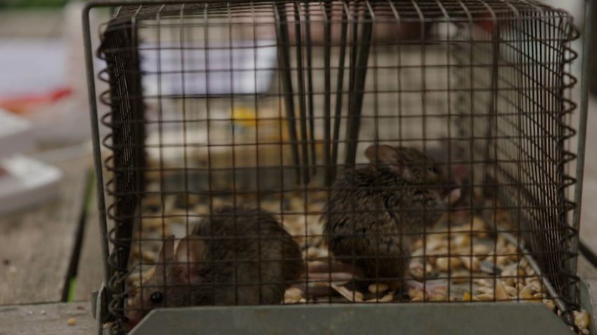 screengrab aus mice in cage