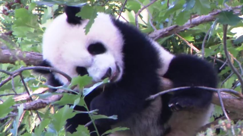 giant panda cub national zoo debut