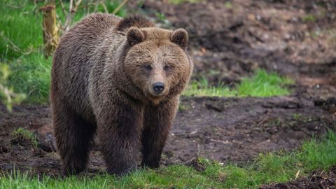 Sleeping Beauty was one of two brown bears shot by zookeepers at the Zoological Society of London's Whipsnade Zoo Friday.