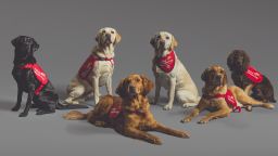 Six dogs (from left to right: Marlow, Tala, Millie, Lexi, Kyp and Asher) helped researchers study whether dogs might be able to smell and identify Covid-19 infections.