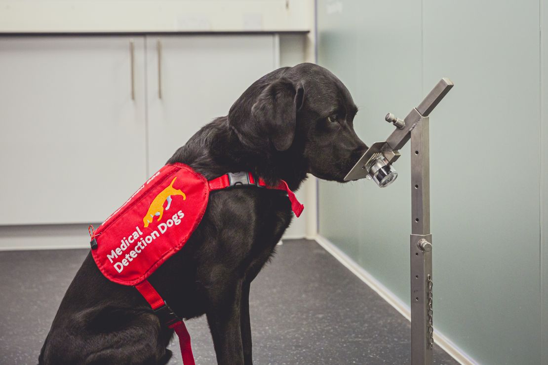 Marlow, a 4-year-old Labrador Retriever, smells a sample while participating in the study. Dogs were trained to detect Covid-19 using samples of the virus obtained from the London School of Hygiene & Tropical Medicine.