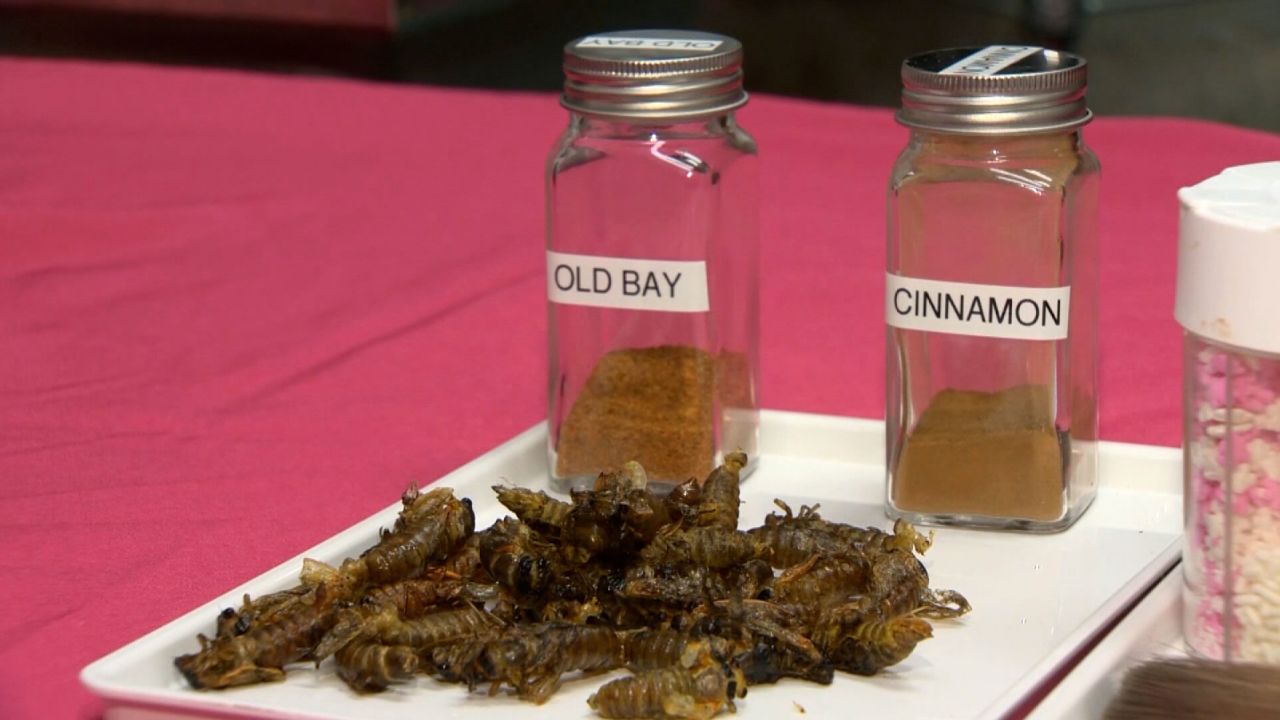 The cicadas are being prepared for their chocolate bath.