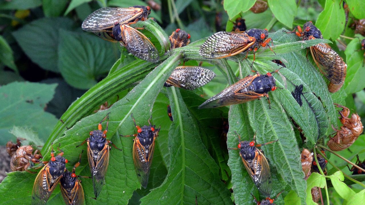 Cicadas are expected to emerge from underground across the eastern US. The large-scale event happens every 17 years.