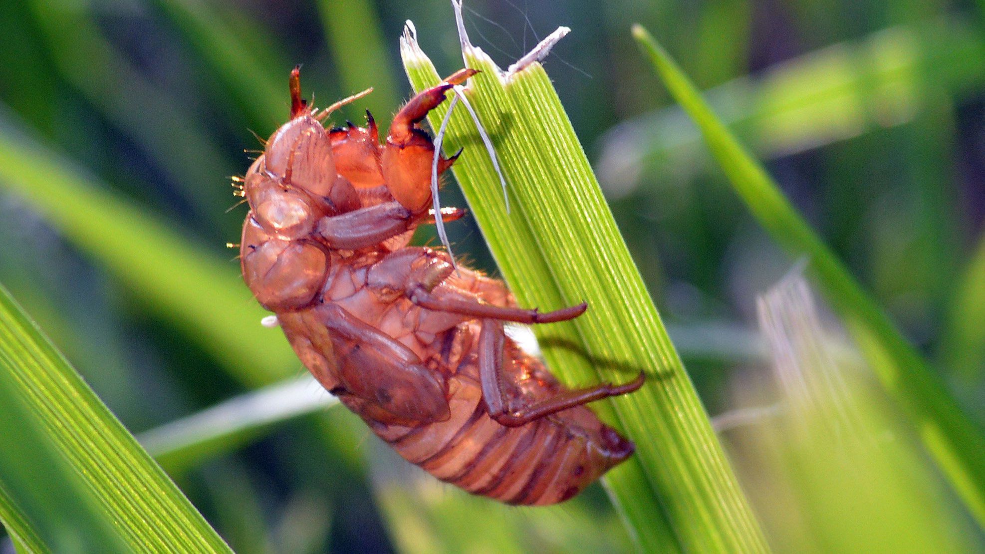 cicada larvae