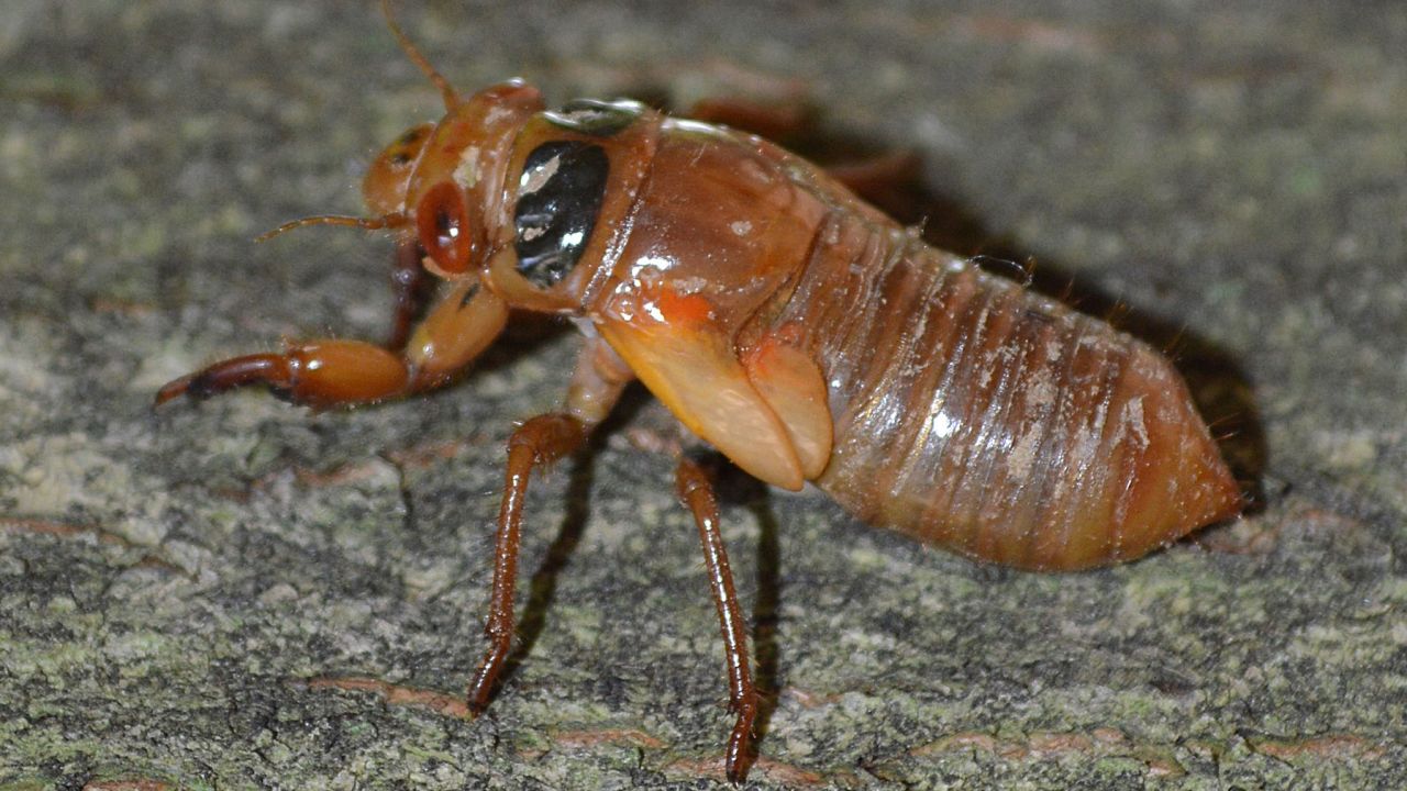 The loud, buzzing drone comes from male cicadas loooking for a mate.