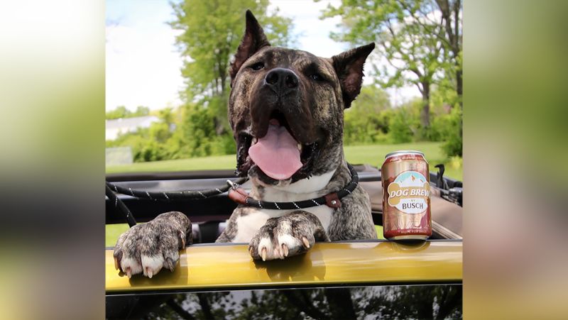 Busch light shop dog collar