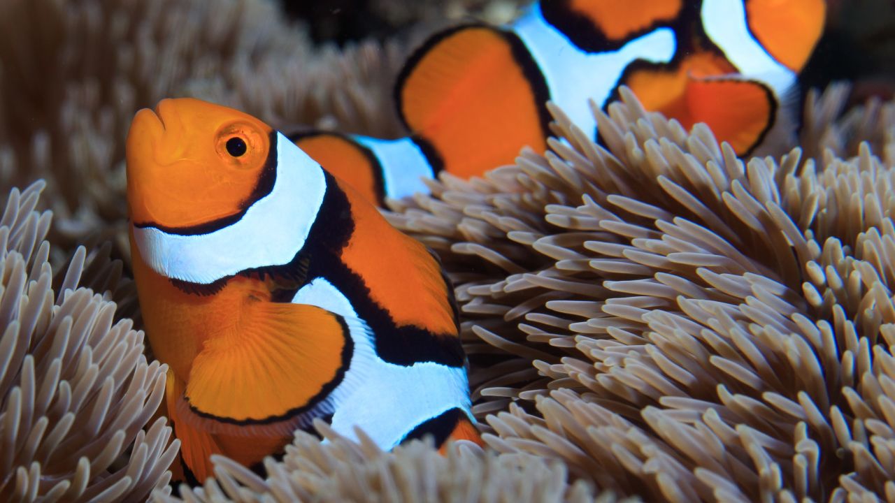 A. percula in Kimbe Bay. 