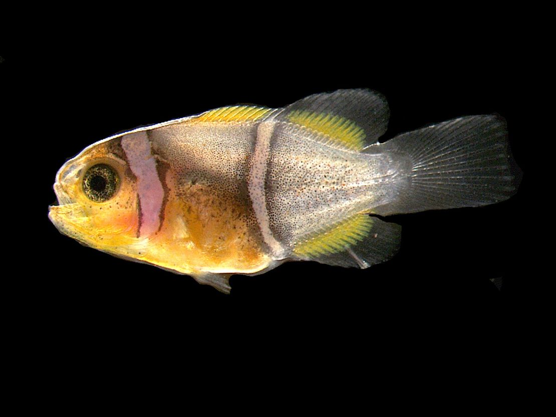 Shown is a study control clownfish that has two white bars after nine days of treatment with a mock drug. In contrast, fish at the same age treated with thyroid hormone blockers had no white bars.