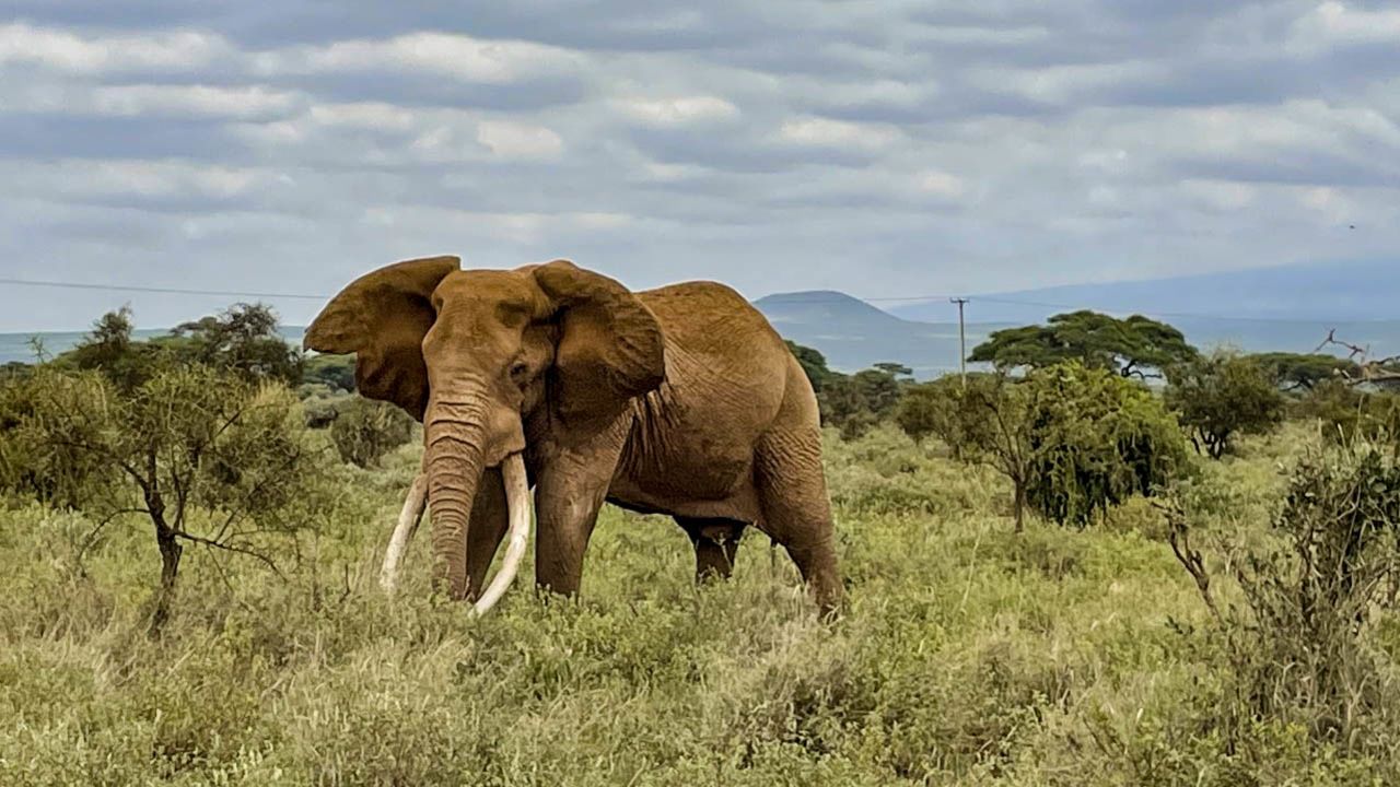 Kenya has experienced an elephant baby boom during Covid.