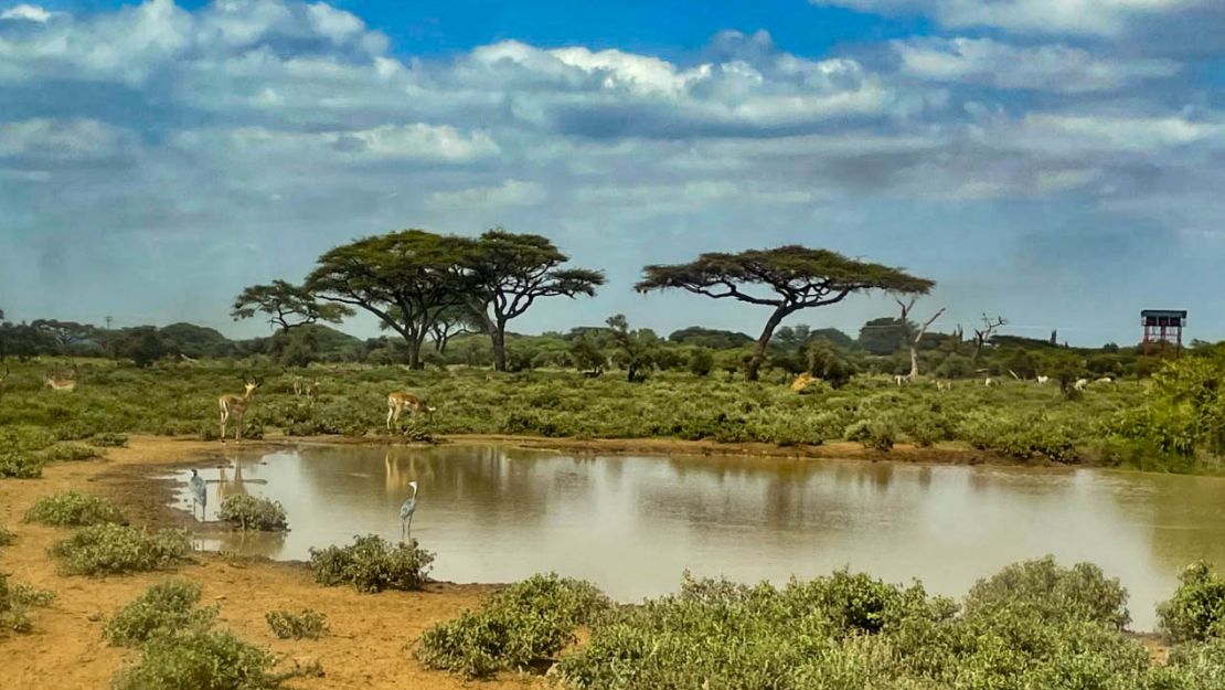 The natural habitat for many animals is dwindling in Kenya.