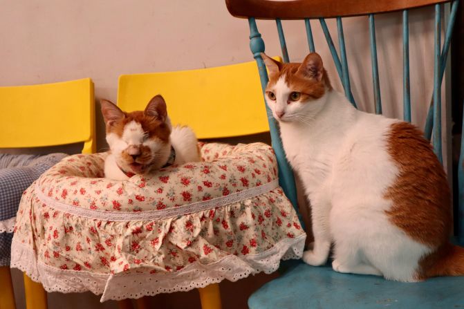 <strong>More than the city:</strong> Beyond Goyang, cat culture is on the rise in South Korea. While cats were once considered bad luck, they're now becoming more and more popular.