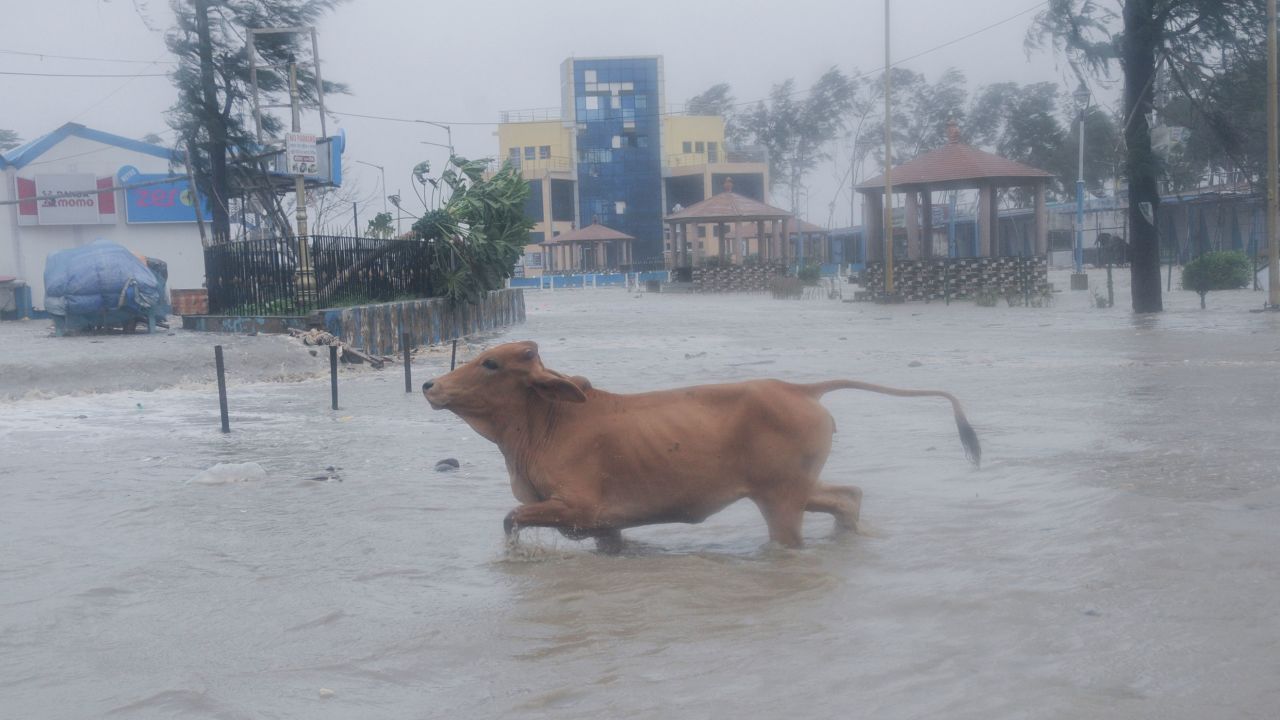 A cow runs through high tide water in Digha, West Bengal, India, on May 26. 