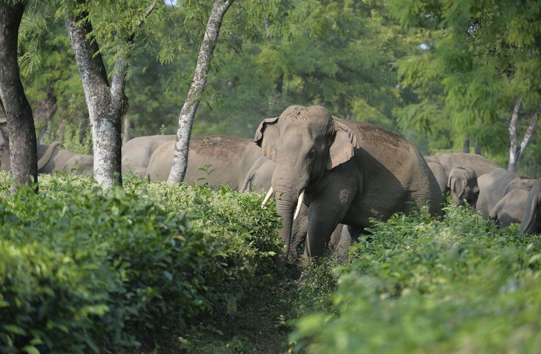 A herd of 46 wild elephants walk through the Gangaram Tea Garden, around 40 km from Siliguri, India, in November 2017.
