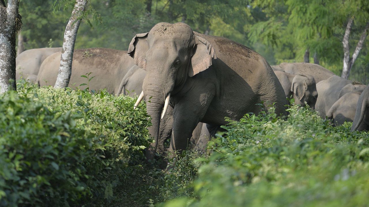 A herd of 46 wild elephants walk through the Gangaram Tea Garden, around 40 km from Siliguri, India, in November 2017.