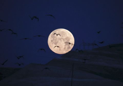 Birds fly in front of the moon in Ankara, Turkey.
