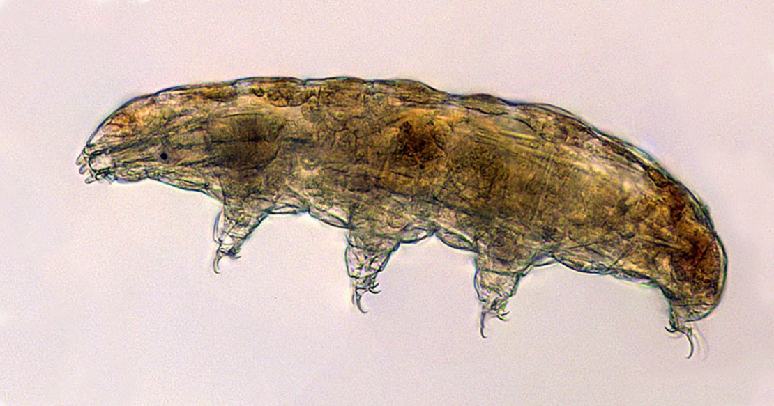 Under a microscope, tardigrades look a bit like tiny bears -- hence their nickname, "water bears."