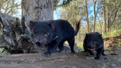 Baby boom sees record numbers of koalas, Tasmanian devils born at  Australian park - Xinhua
