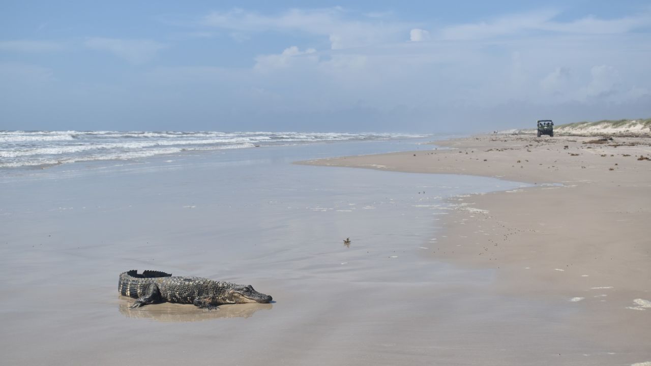 This American alligator was found on the beach in south Texas on Monday.