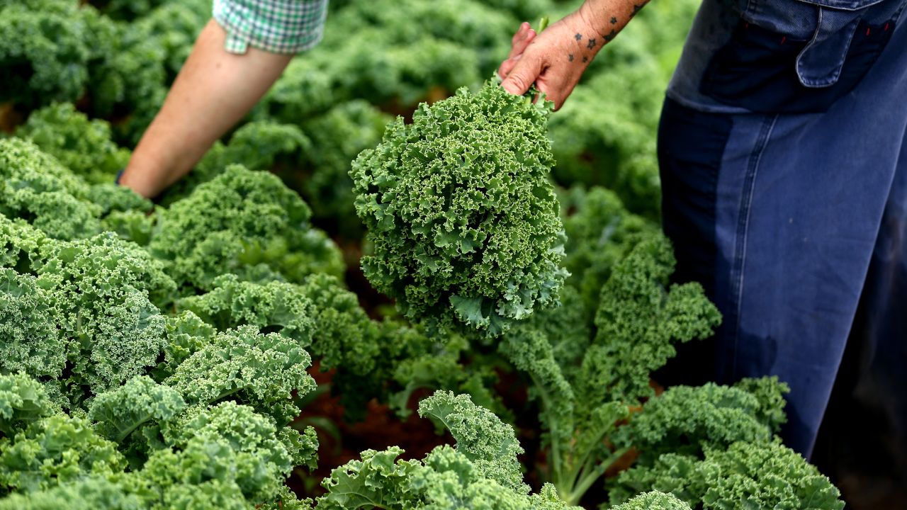 An employee harvests curly green kale at the organic farm of Moonacres, in Fitzroy Falls, New South Wales, Australia, on January 15.