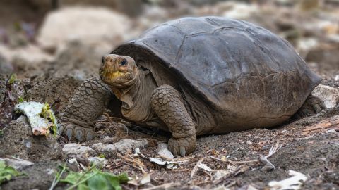 A tortoise of the Chelonoidis phantasticus species, which had been considered extinct more than a century ago, is seen in Santa Cruz, on the Galapagos Islands, Ecuador July 10, 2019.