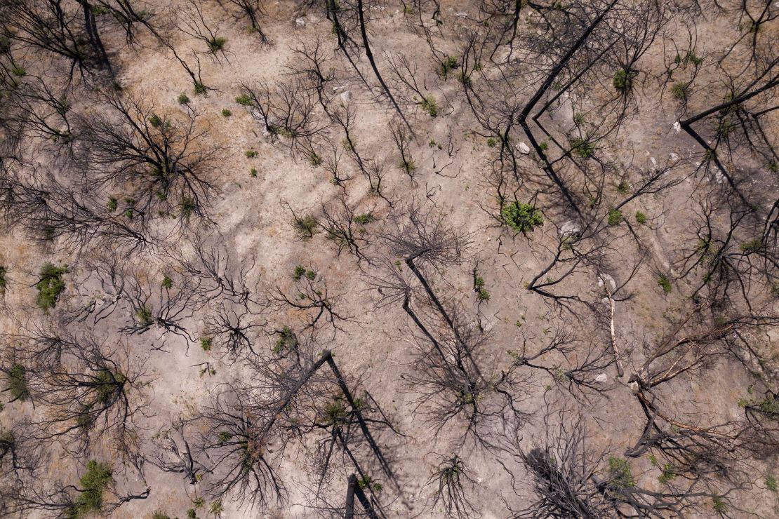 Trees that have been burned in a wildfire during the California drought emergency on May 25, 2021.