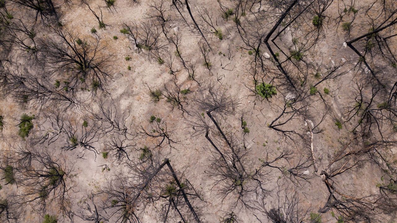 Trees that have been burned in a wildfire during the California drought emergency on May 25, 2021.
