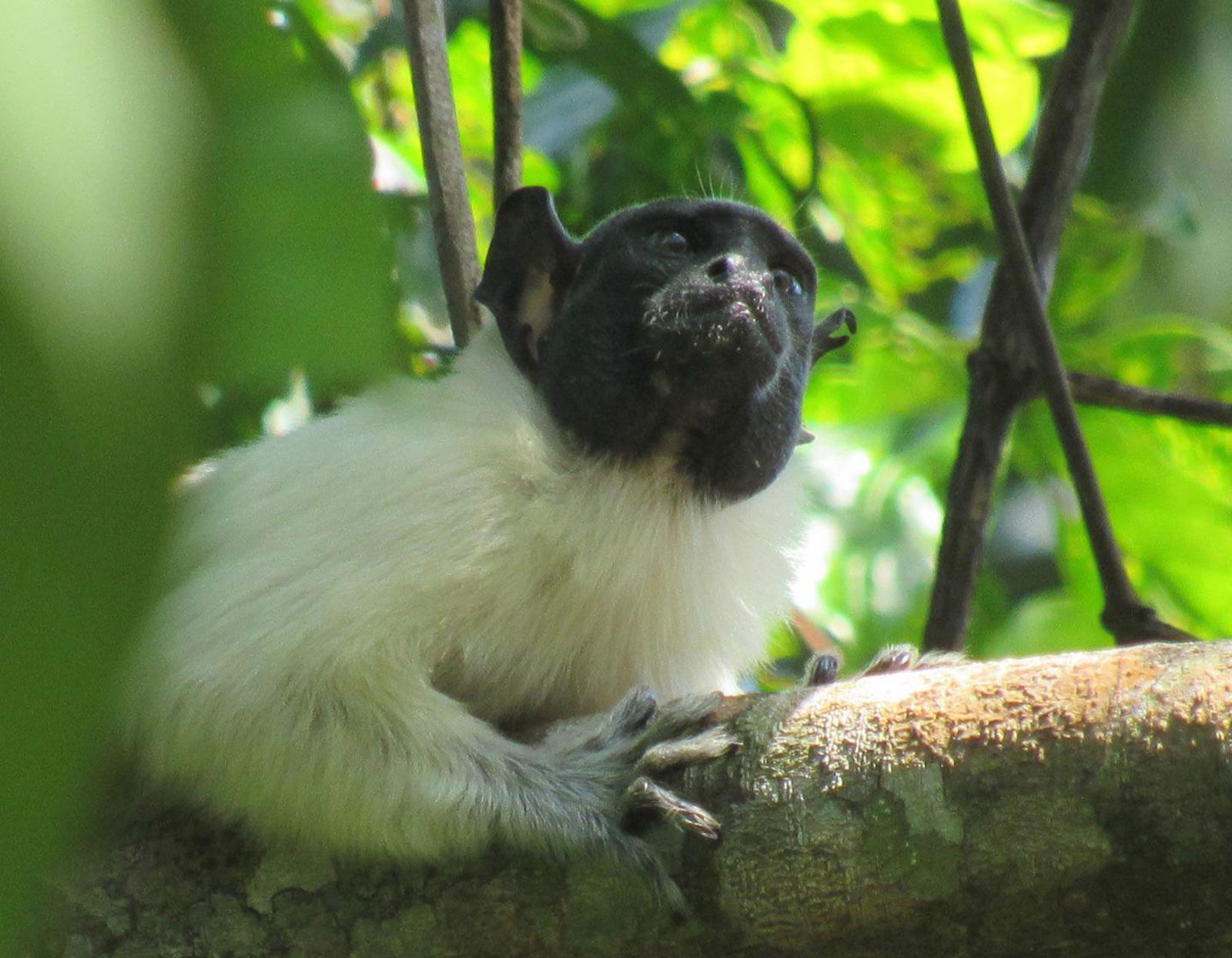 These Monkeys Are Using 'Accents' To Better Defend Their Territory : NPR