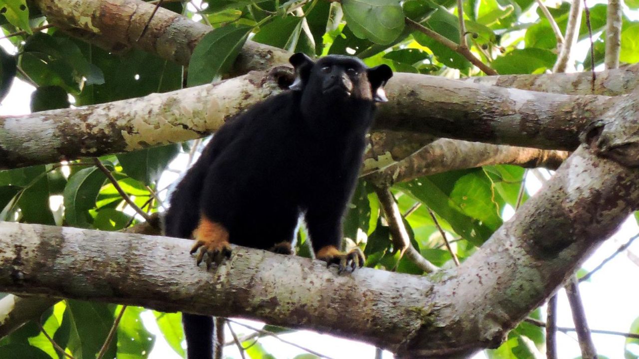 Red-handed tamarins adapt their calls, researchers say.