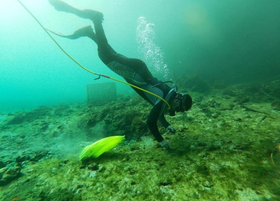 Sea & Shoreline divers, along with their agency partners and local activists, are dedicated to restoring the habitats where manatees thrive. 