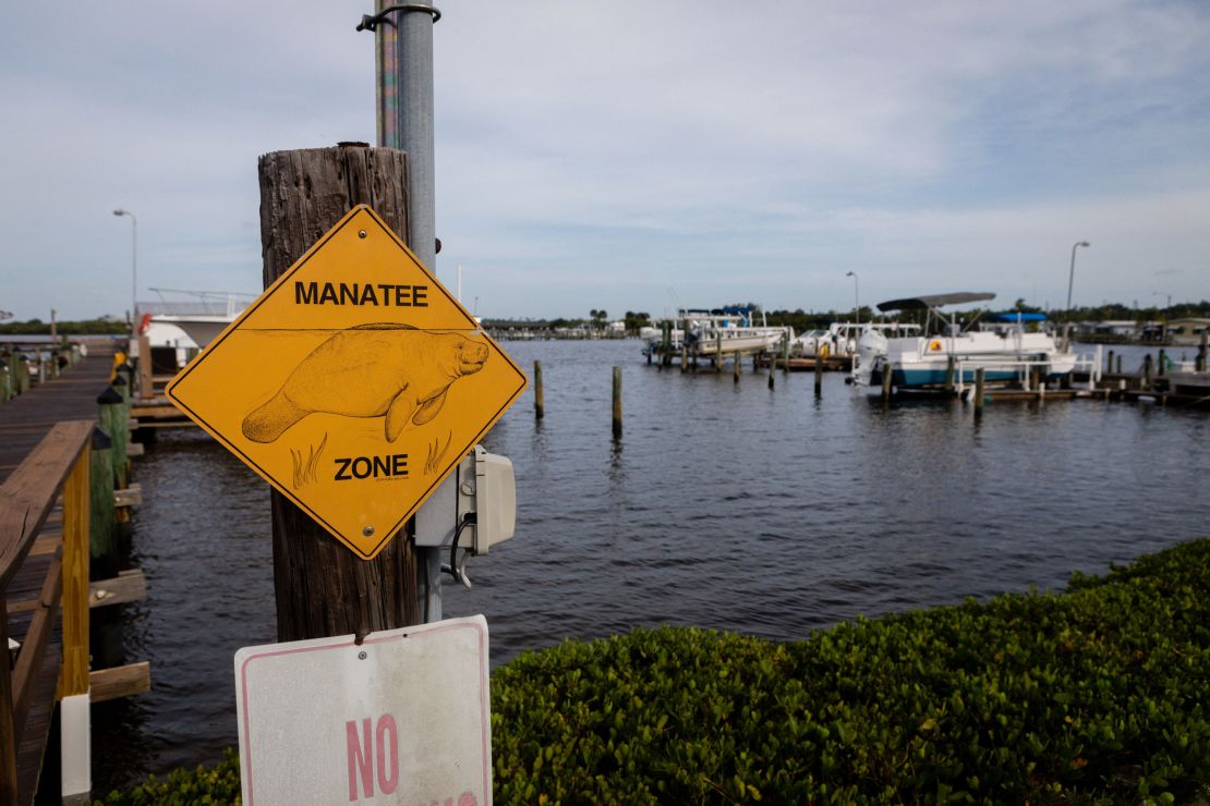 Boats were once manatees' most fearsome foe. These days, they're one of many. 