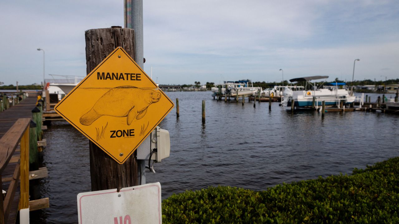 Boats were once manatees' most fearsome foe. These days, they're one of many. 