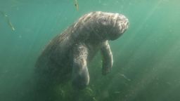 CRYSTAL RIVER, FL - JANUARY 07: A manatee swims beside a tour boat in the Crystal River Preserve State Park on January 07, 2020, in Crystal River, Florida. Hundreds of manatees head to the Crystal River bays in winter to escape the colder temperatures throughout the Gulf of Mexico. (Photo by Paul Rovere/Getty Images)
