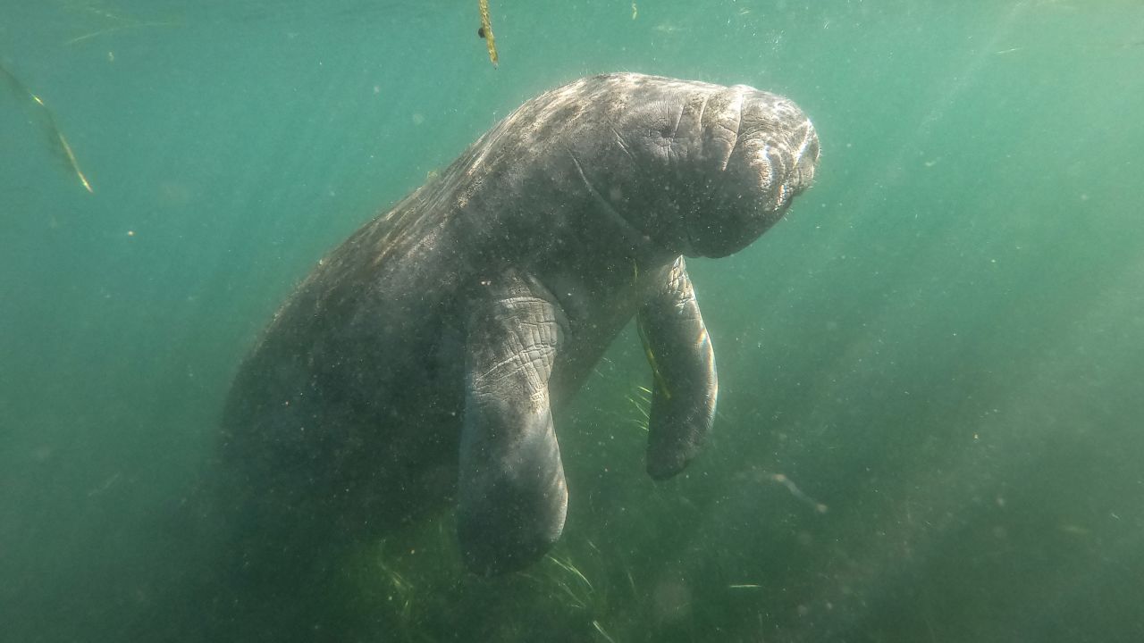 Florida's beloved manatee is having a devastating year. More than 749 manatees have died since the start of 2021, a number some longtime advocates fear could grow to over 1,000. 
