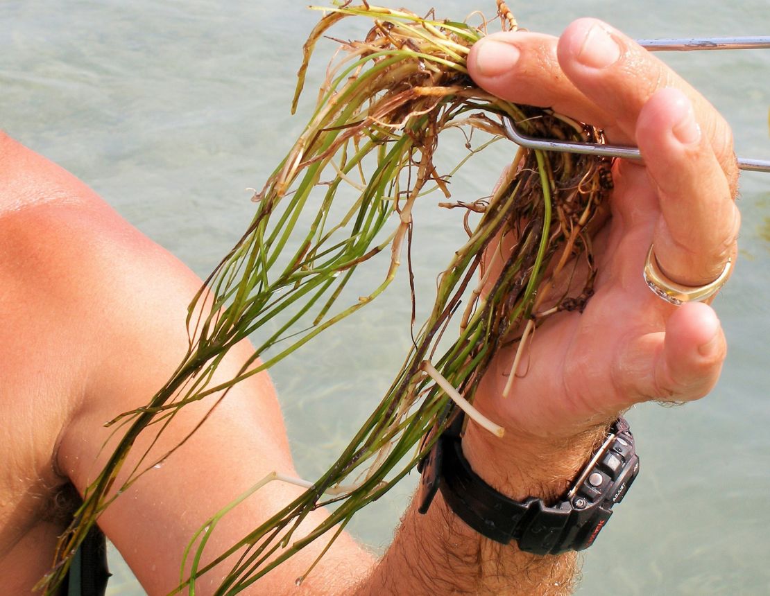 Sea & Shoreline farms seagrass. It then plants the grasses underwater, protects them with a cage and maintains their new habitat until they're strong enough to grow on their own. 