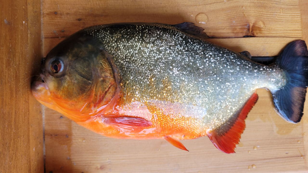 Louisiana officials think this red piranha was somebody's pet before it was released in a Baton Rouge lake.