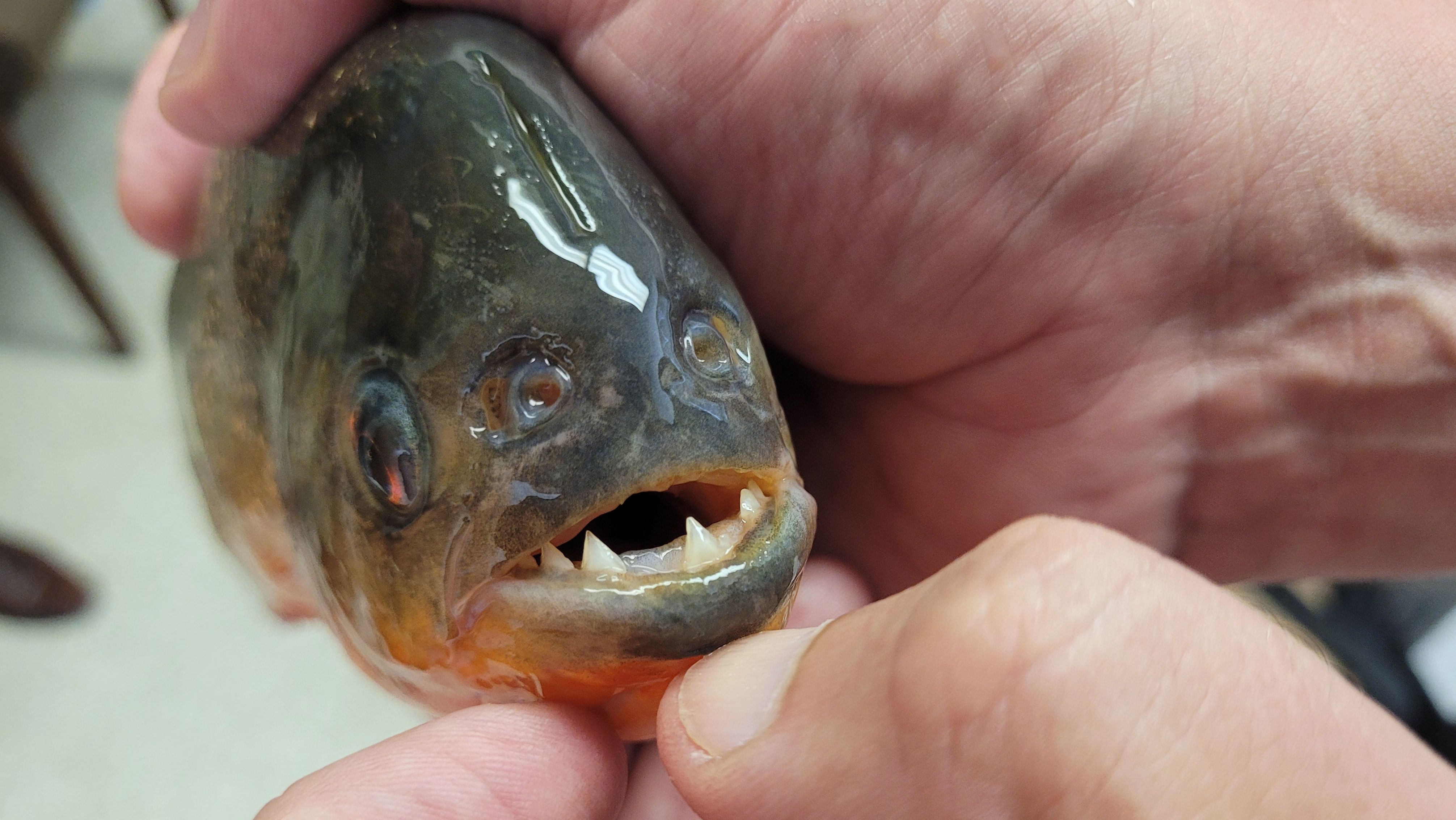 The piranha found in University Lakes.